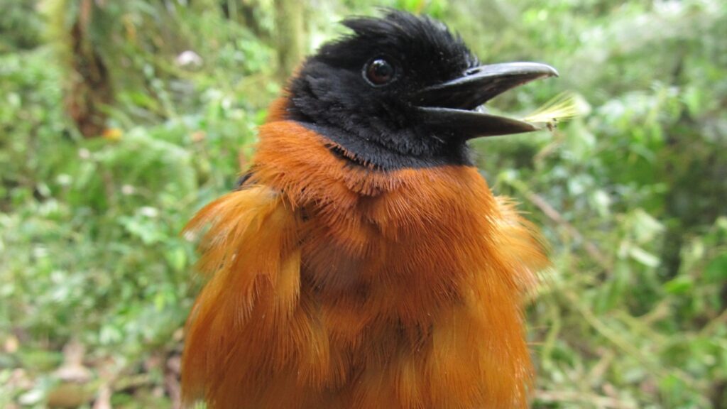 poisonous birds