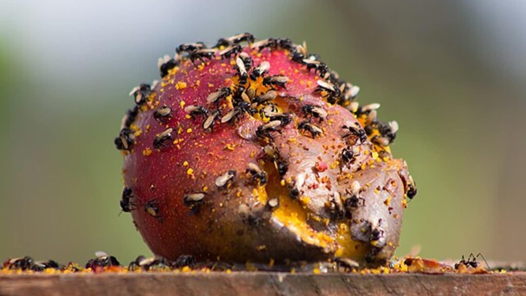 fruit flies