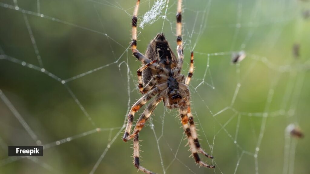 Spiders that partake in matriphagy