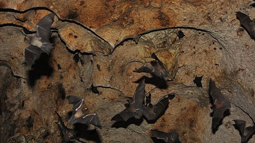 bats