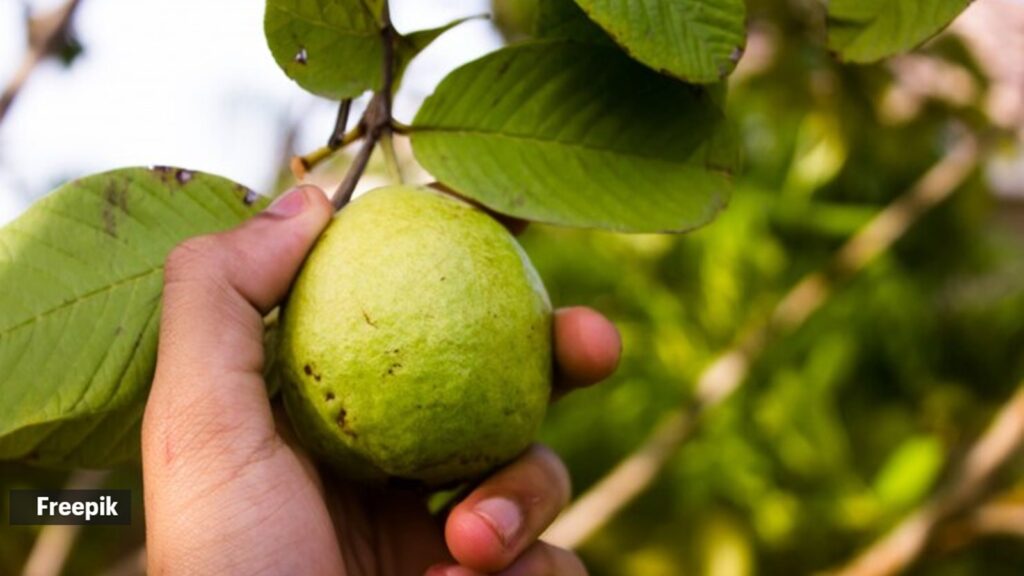 guava leaves
