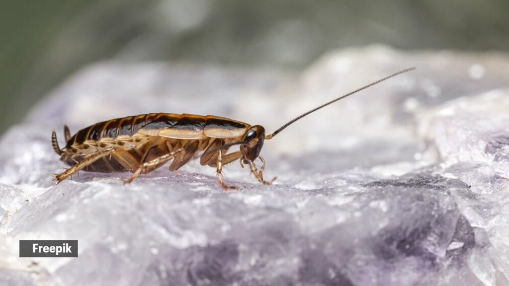 cockroaches