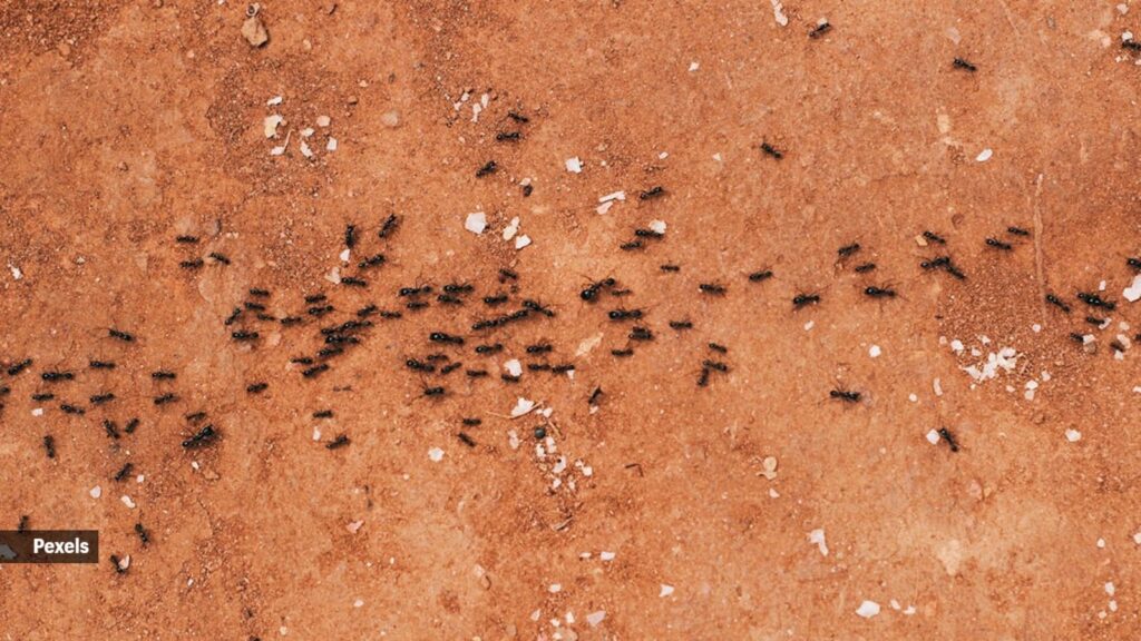 Squishing ants one by one is fundamentally ineffective because you're fighting symptoms