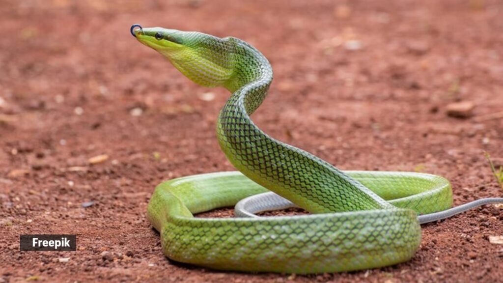 snakes