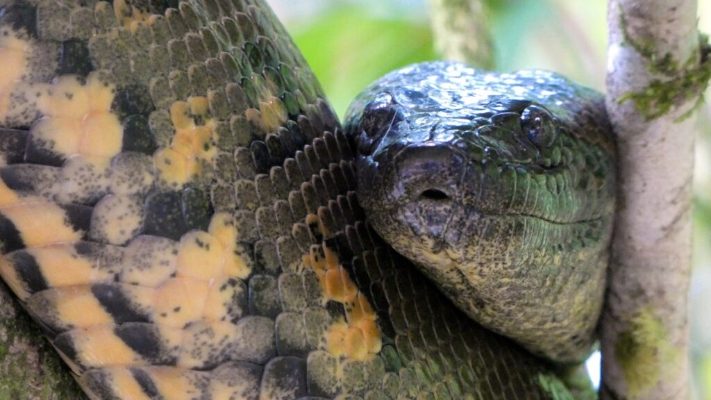 Discover the wild world of animals that eat their mates—