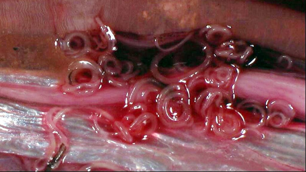 From eye-crawling parasites to brain-invading larvae, discover 11 of the creepiest, most nightmarish worms nature has to offer