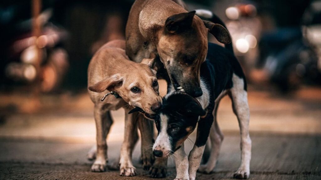 stray dog