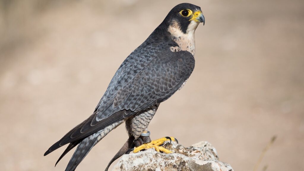 Discover the incredible peregrine falcon—nature’s fastest bird and the planet’s fastest animal