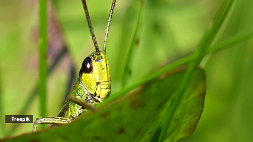 grasshopper aka tidda