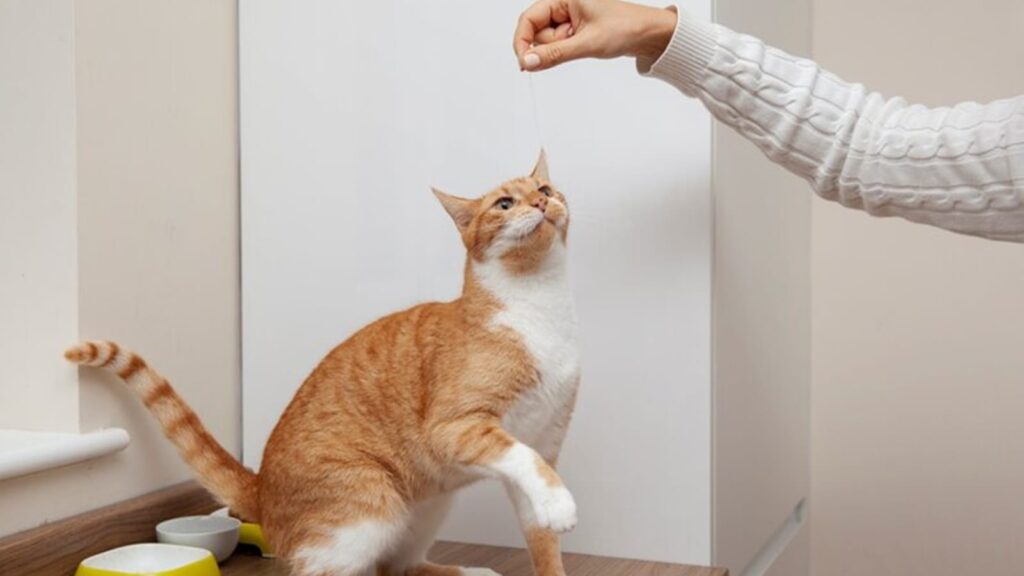 Learn about Cat Scratch Disease (CSD), a zoonotic infection caused by Bartonella henselae. Understand symptoms, neurological risks, prevention, and treatment with expert insights from Dr. PN Renjen