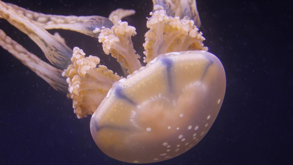 Discover why the box jellyfish (Chironex fleckeri) is one of the deadliest creatures in the ocean