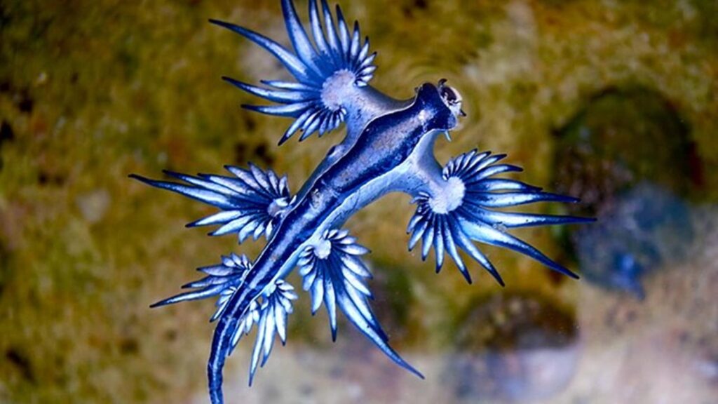 What are blue sea dragons?