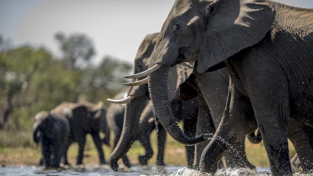 Discover how elephants, dogs, birds, and even toads react to earthquakes, storms, and volcanic eruptions before they occur.