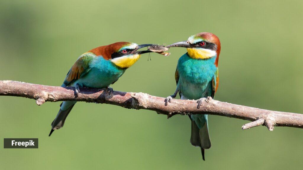 birds