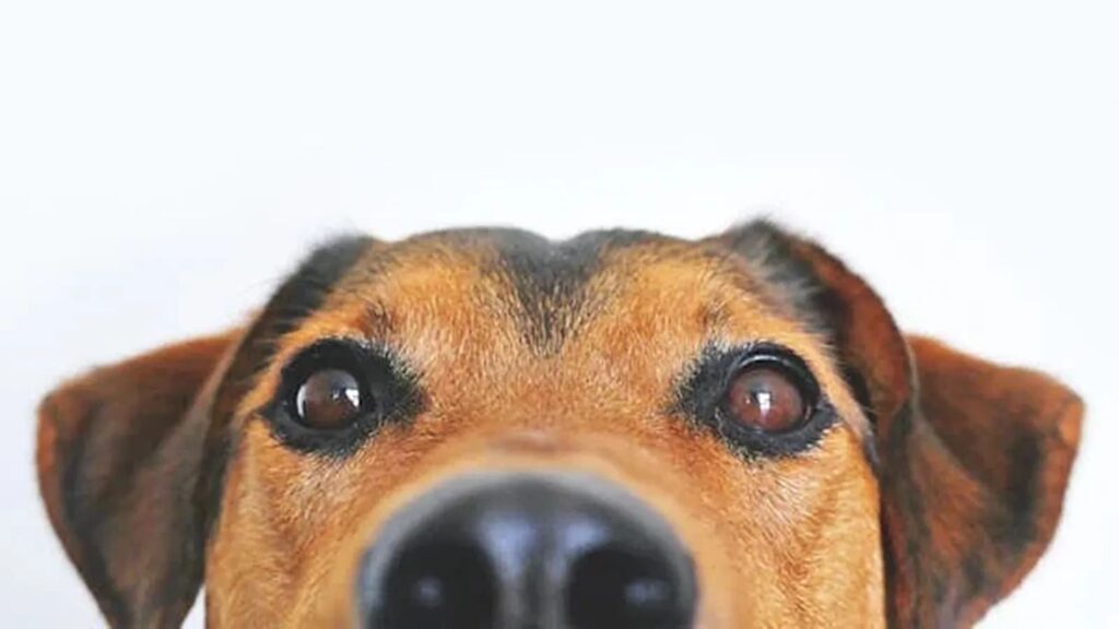 Dogs can tell when we are sad