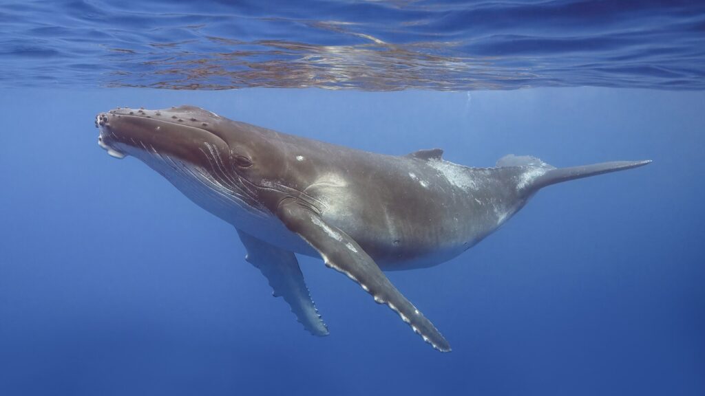 Explore the rare yet documented cases of animals capable of swallowing humans
