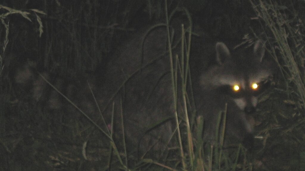Why do animal eyes glow at night? Discover the science behind eyeshine