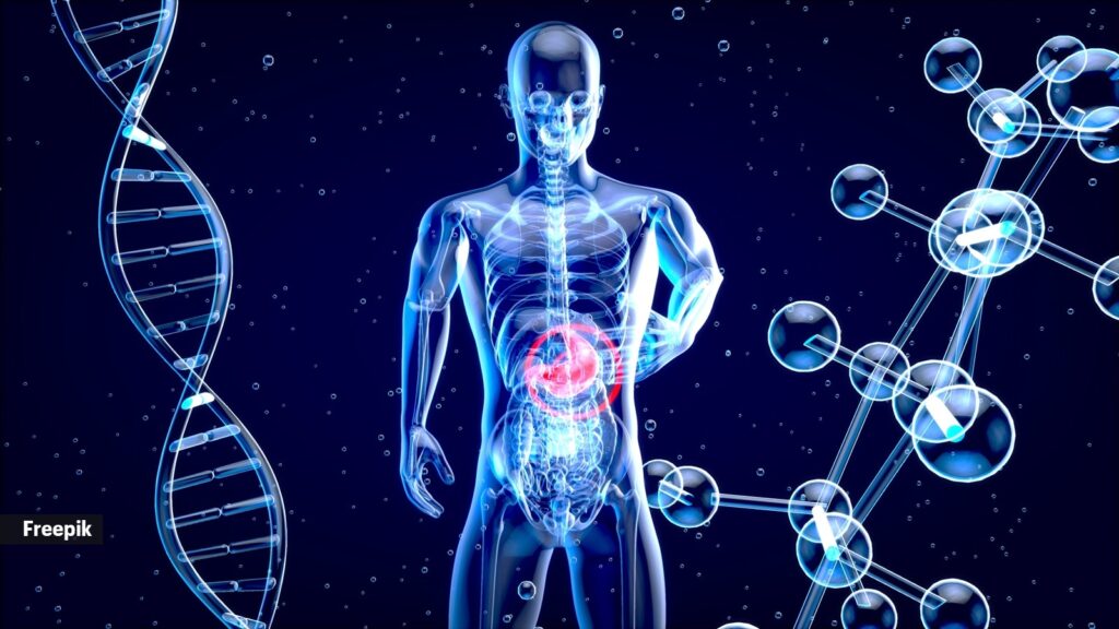 An unhealthy gut can produce toxins that enter the bloodstream, increasing inflammation and raising the risk of heart disease