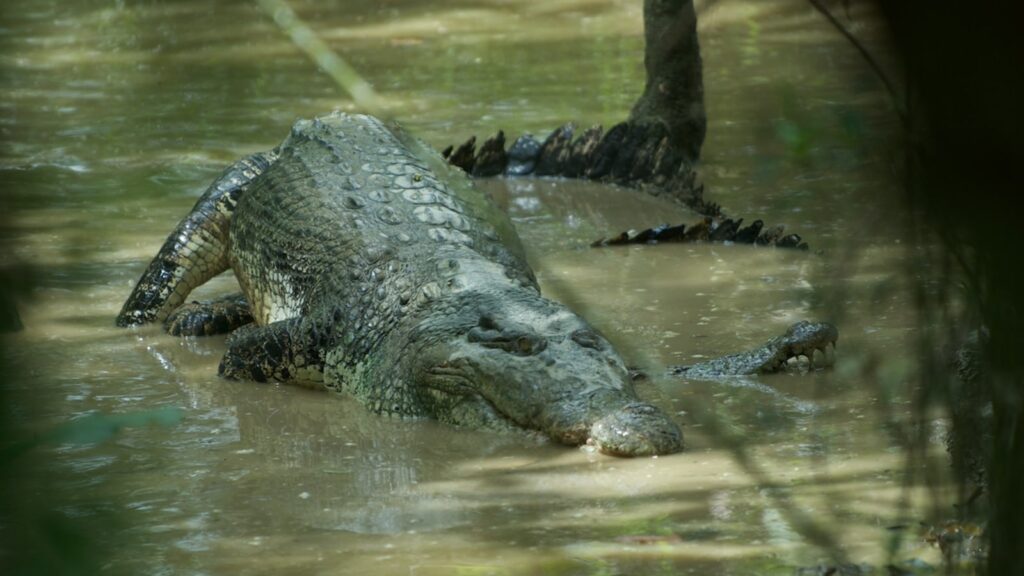 Did you know the sex of crocodile babies is determined by the temperature around it? (Source: Wikimedia Commons)