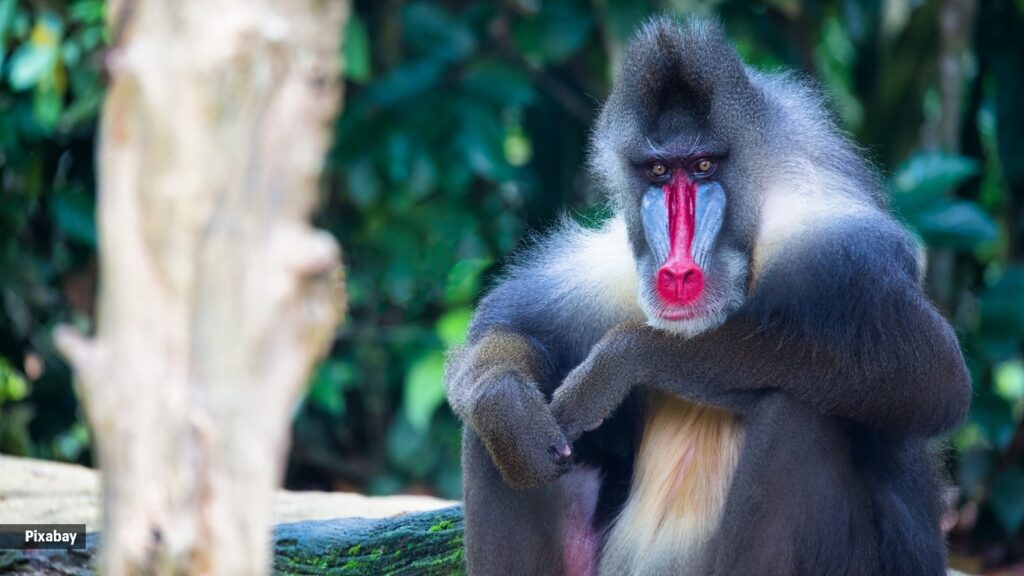 mandrill, monkey, rafiki