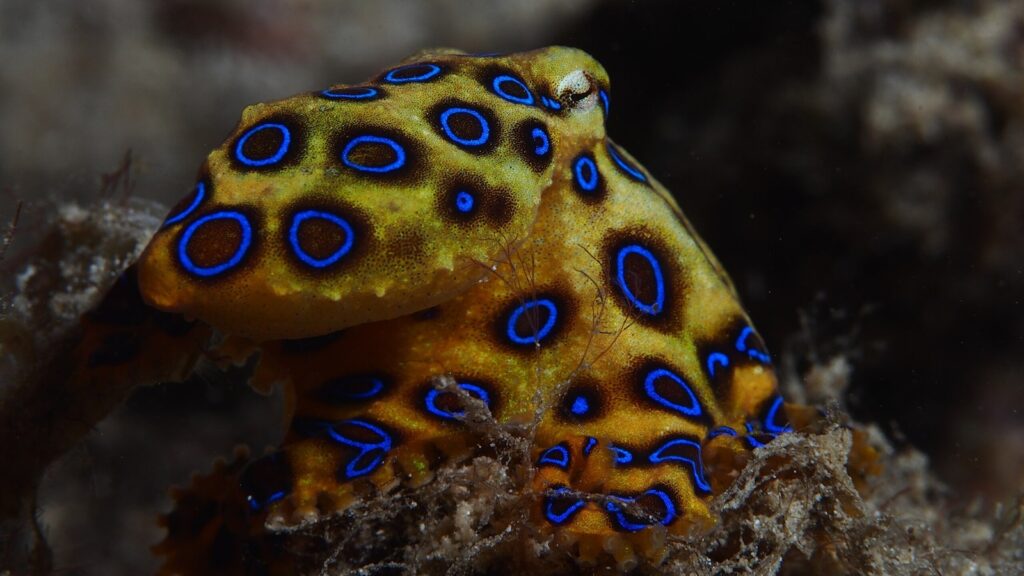 Meet the blue-ringed octopus, the world’s most dangerous octopus