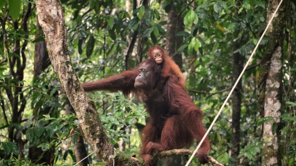 Discover the species that care for and protect their young long after birth