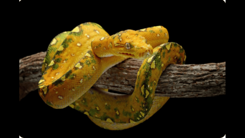 Golden Lancehead are extremely venomous Pit Vipers. (Freepik)