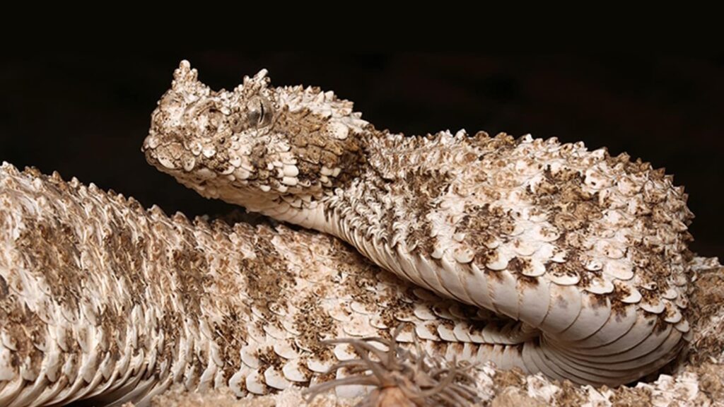 horned viper snake